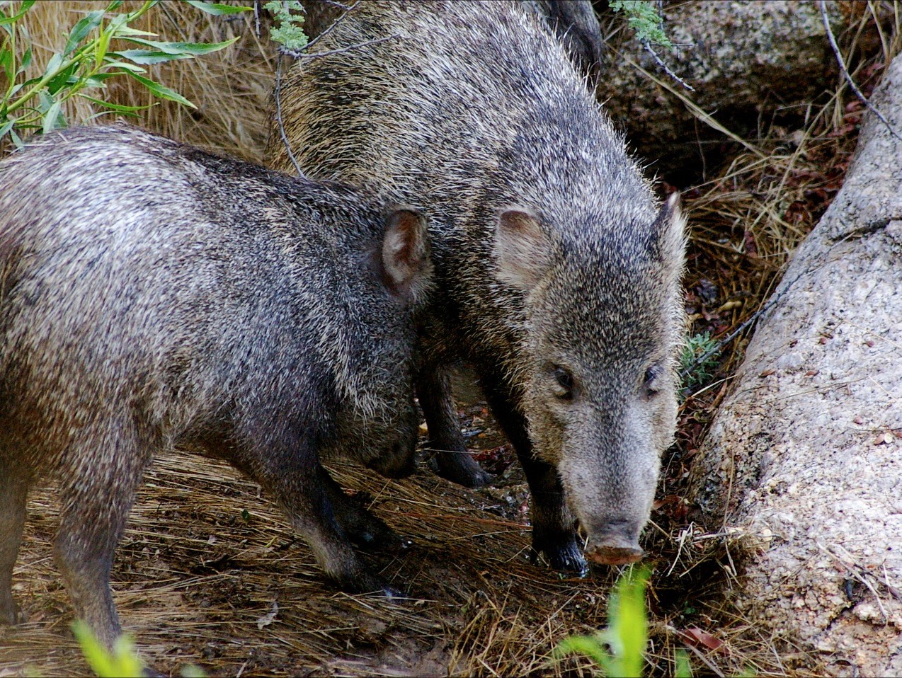 Javelina bites Arizona woman walking her dogs